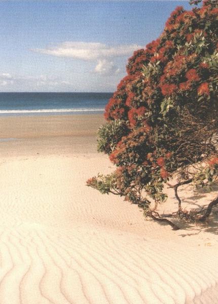 [ White sand beach with pohutukawa tree ]