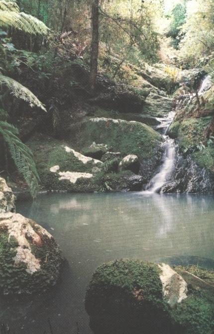 [ Stream with pond in native bush ]