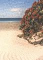 [ White sand beach with pohutukawa tree ]